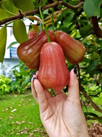 Close-up of hand holding fruit