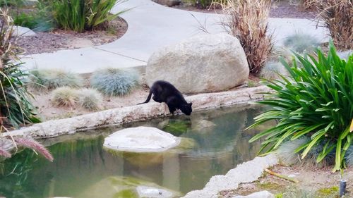 Cat drinking water in stream