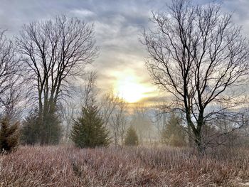 Bare trees on field against sky during sunset