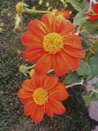 Close-up of red flower