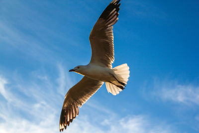 Low angle view of seagull flying against sky