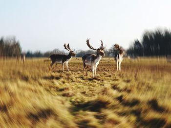 Deer in a field