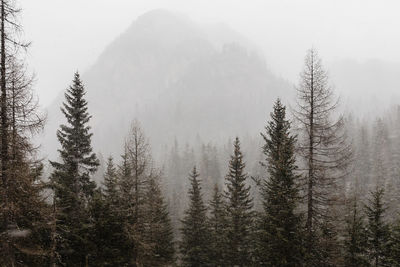 Snow covered trees on mountain