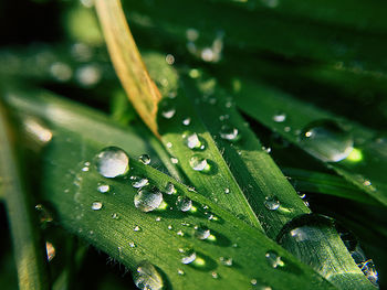 Close-up of wet plant leaves during rainy season