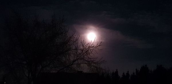 Low angle view of silhouette trees against sky at night