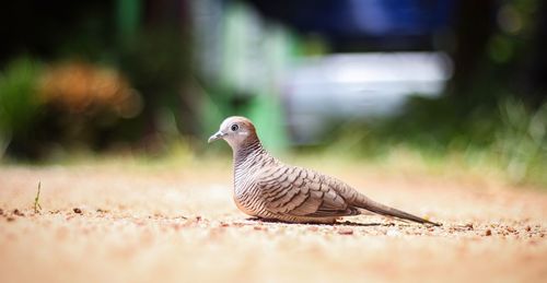 Close-up of bird perching on a land