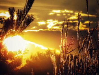 Close-up of silhouette plants against sunset sky