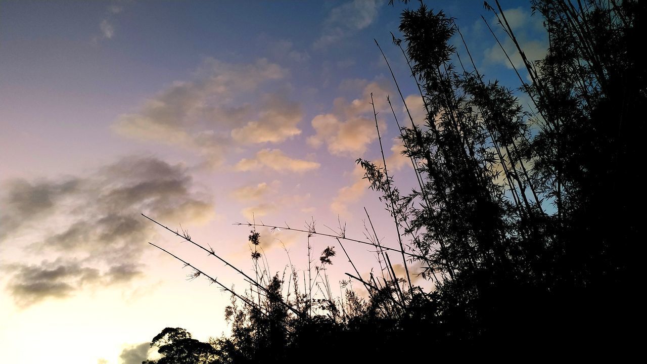 LOW ANGLE VIEW OF SILHOUETTE TREE AGAINST SKY