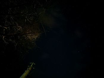 Low angle view of tree against sky at night