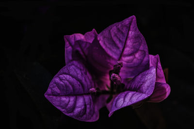 Close-up of purple flower against black background