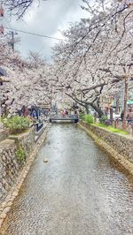 View of cherry tree in city