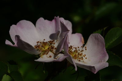 Close-up of white pink flower