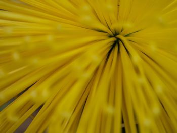 Full frame shot of yellow flower