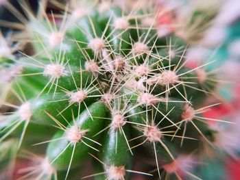 Close-up of cactus plant