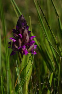 Close-up of purple flowering plant on field