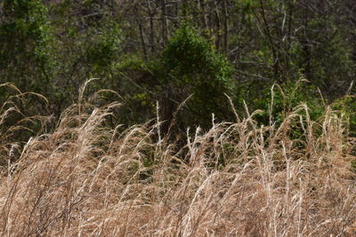 Full frame shot of plants