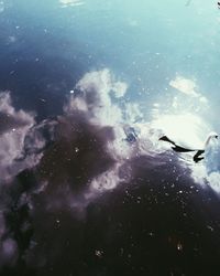 Ducks swimming in sea against sky