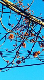 Low angle view of flowering plants against blue sky