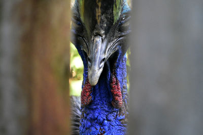 Close-up portrait of bird