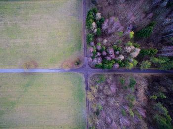 Plants growing on field