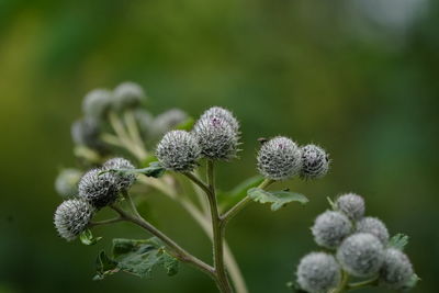 Close-up of white flowering plant