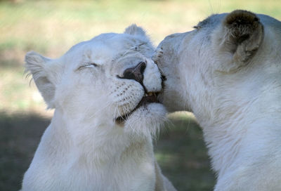 Two young lions in the sun being affectionate with each other