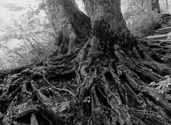 Close-up of tree against sky