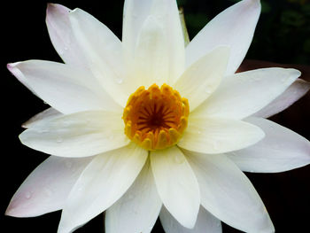 Macro shot of white flower