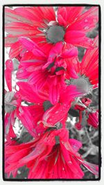 Close-up of red flower