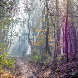 Trees in forest during foggy weather