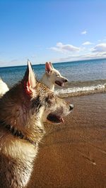 Close-up of dog on beach against sky