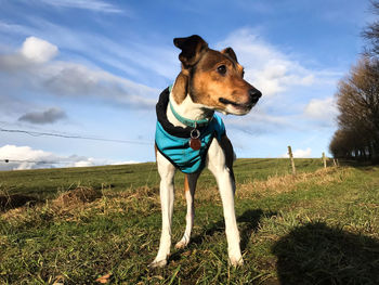 Dog on field against sky