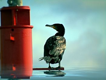 Close-up of bird perching on red water