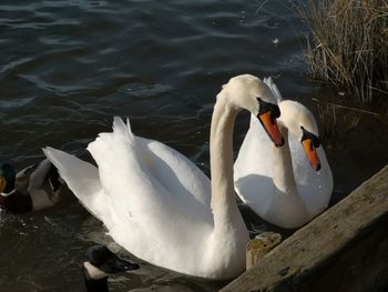 Swan floating on lake