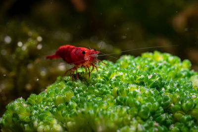 Close-up of insect on leaf
