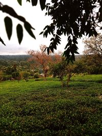 Trees on field against sky