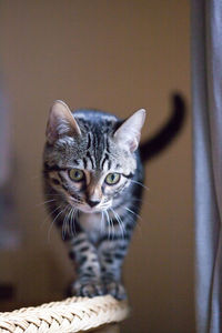 Close-up portrait of tabby cat at home