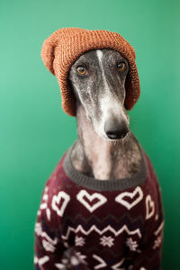 Close-up portrait of a dog against green background