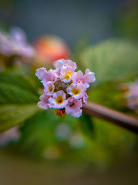 Close-up of pink flowering plant