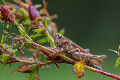 Close-up of insect on plant