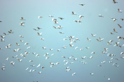 Low angle view of birds flying in the sky