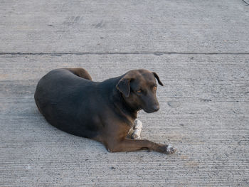 Puppy sitting on a wall