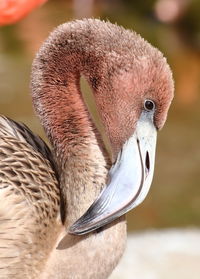 Close-up of bird