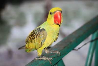 Close-up of parrot perching on branch