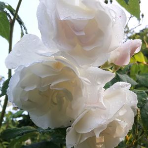 Close-up of white rose