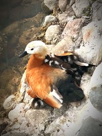 Close-up of seagull perching on rock