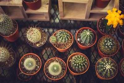 High angle view of potted cactus plants on metal grate