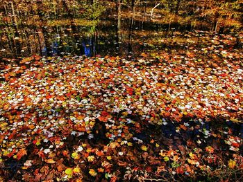 Full frame shot of autumn leaves in water