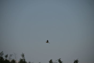 Low angle view of bird flying in sky