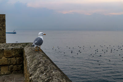 Seagull perching on wooden post by sea against sky